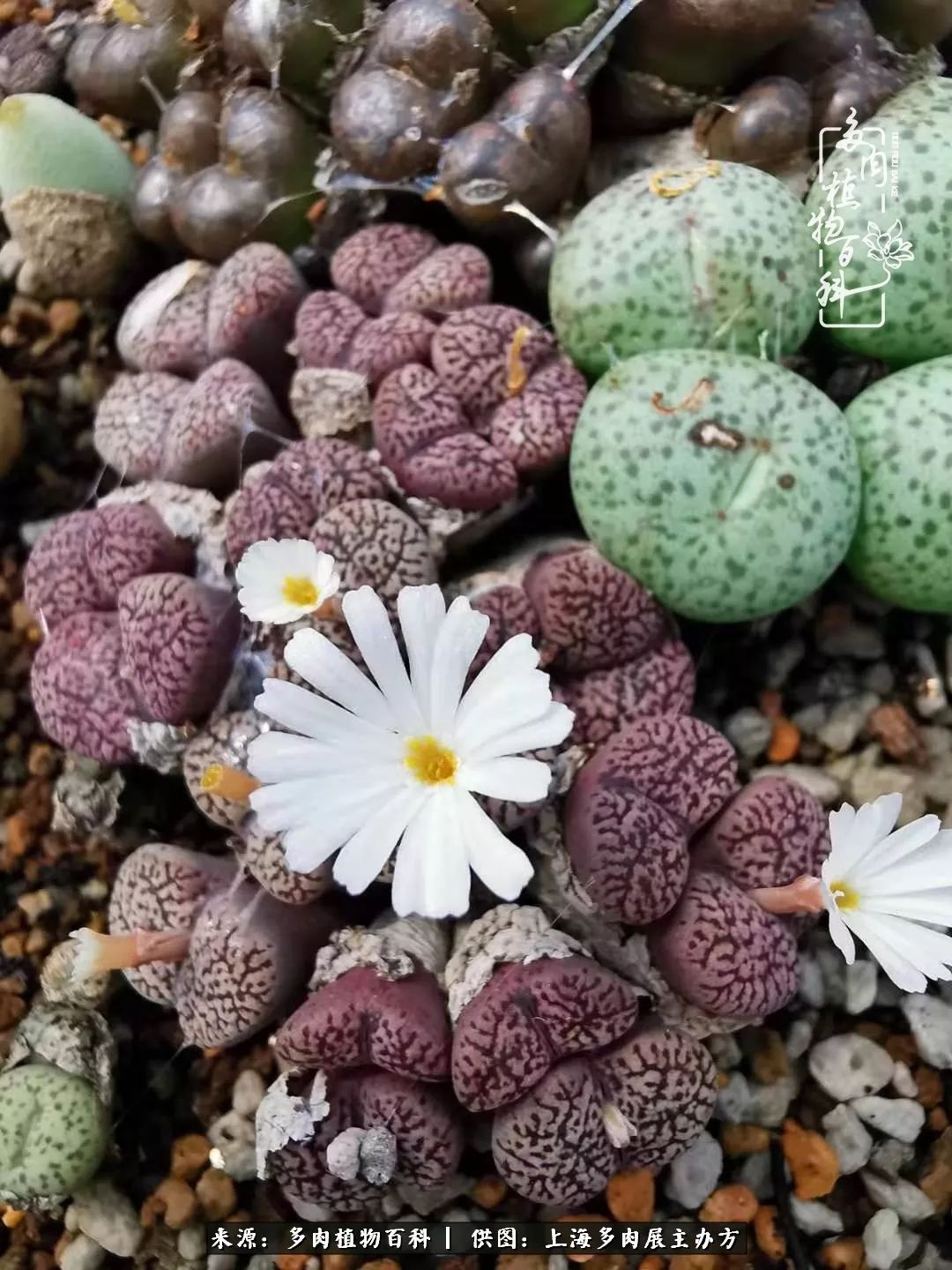 2023多肉展会直播,2023上海多肉植物展