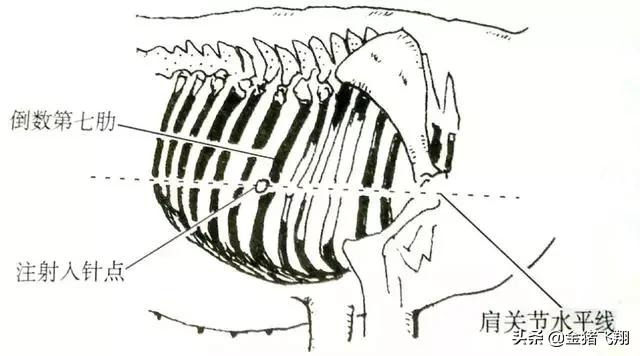 正确的给猪打针方法实图,给猪打针的技巧视频