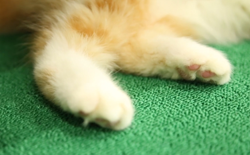 猫咪生病去哪里看,猫咪生病时看什么视频