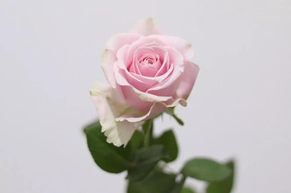 花店必备的5款玫瑰,花店常用的10款玫瑰花是哪些品种