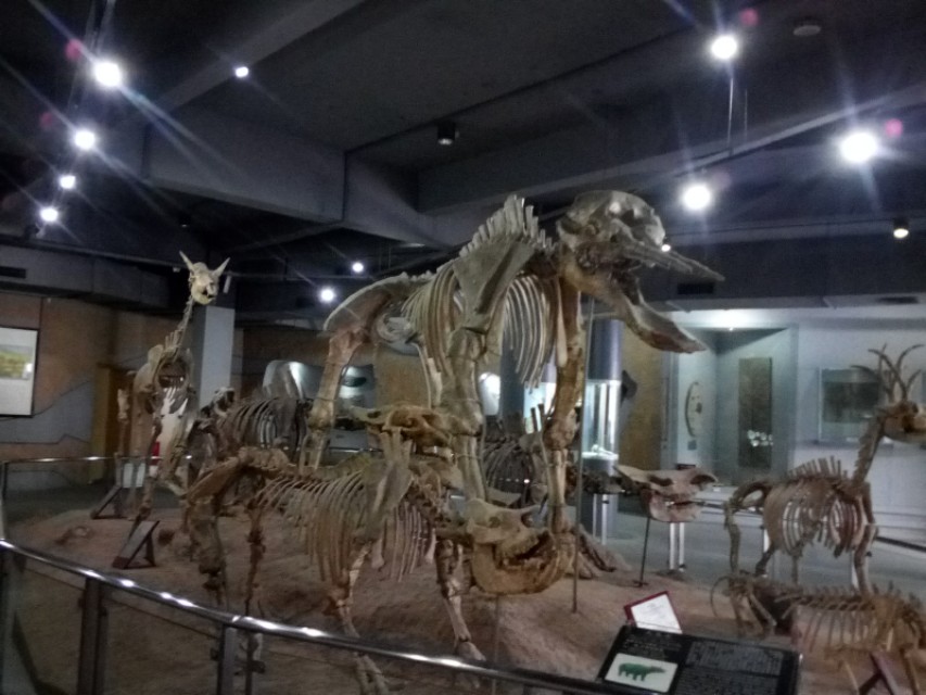 每日一景走进武汉中华奇石馆景区,武汉中华奇石馆有哪些奇石