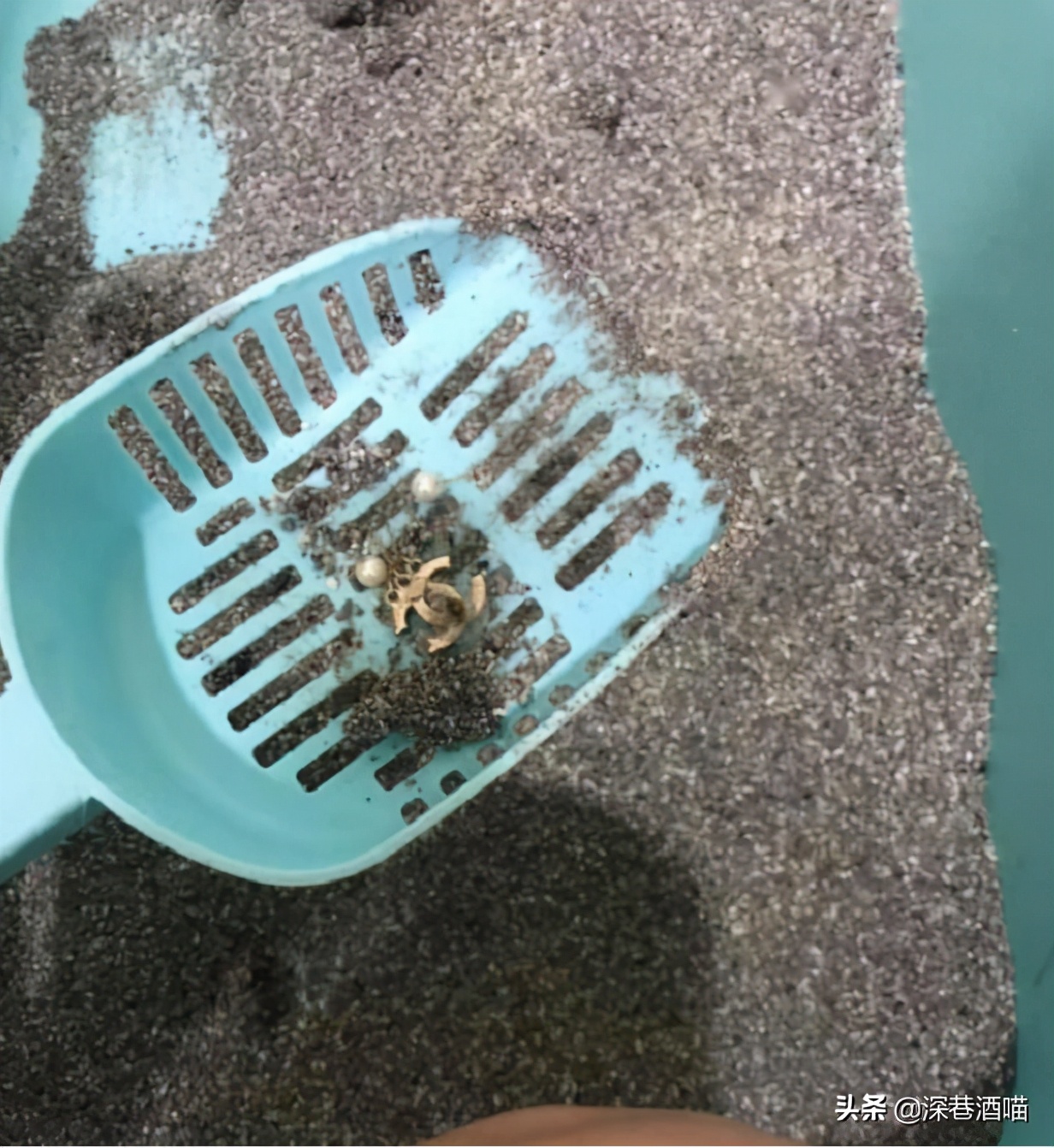 新手养猫要注意什么,新手养猫的注意事项