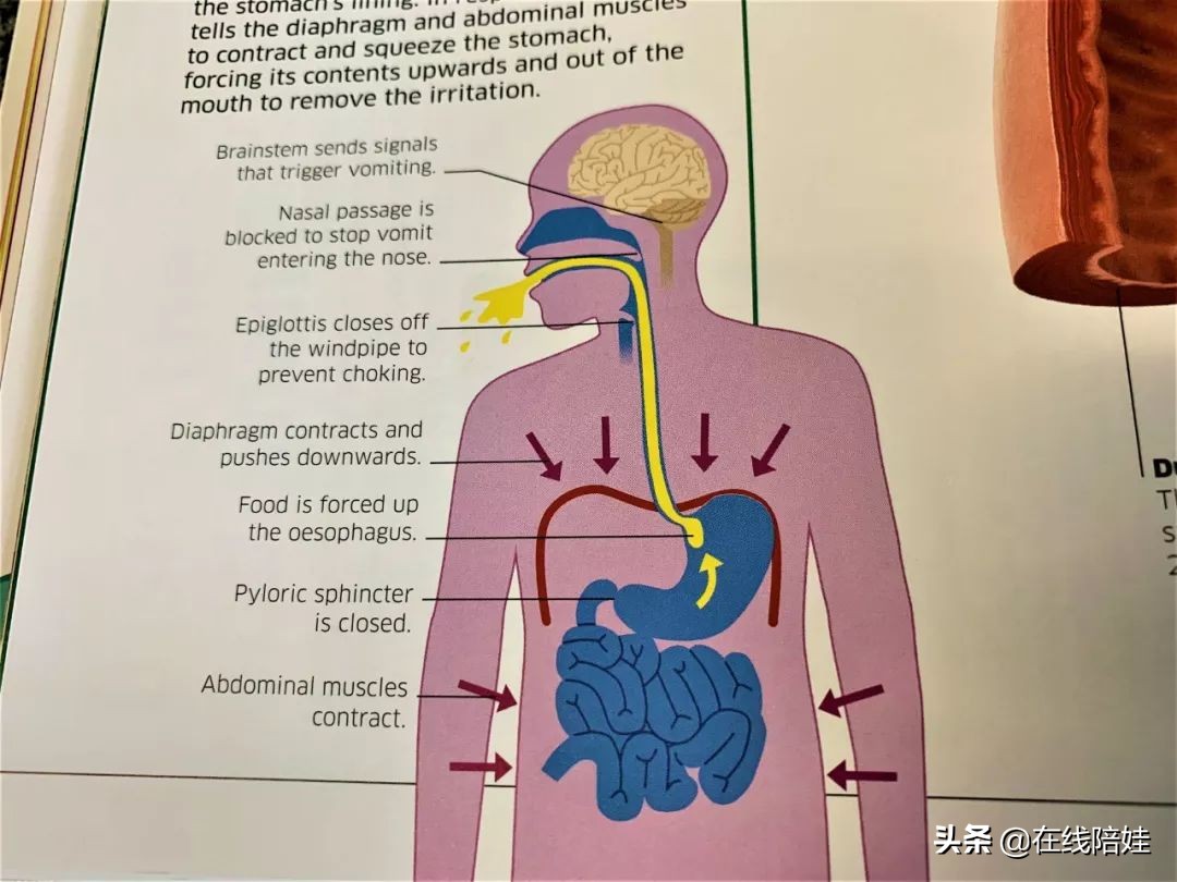 dk知识大百科全套,dk知识大百科书金银版