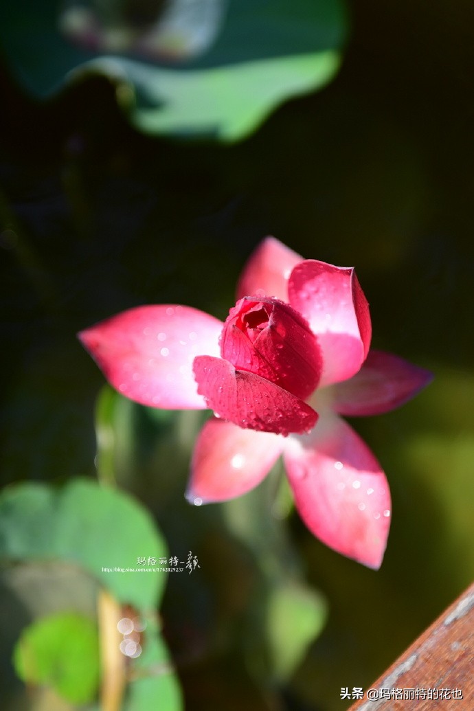 历史悠久的十大名花（海量美图），你选哪个做国花？