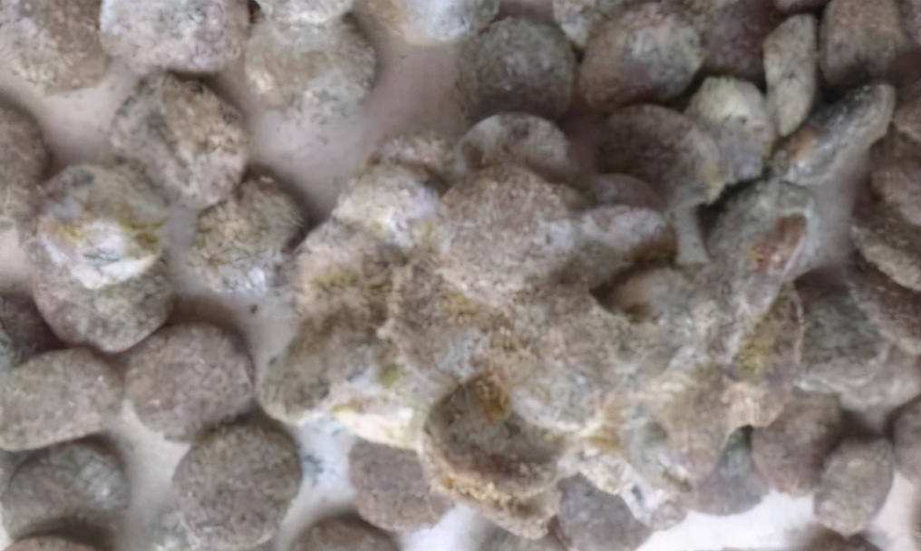 铲屎官怎么处理狗子拉屎问题,哪些原因会使狗狗长期软便拉稀