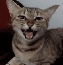 猫咪会笑吗表情,猫咪会笑