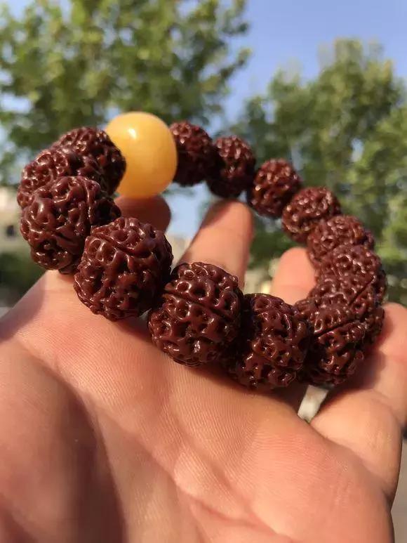 详细介绍一下金刚菩提的基础常识,盘玩金刚菩提有讲究这五点要了解