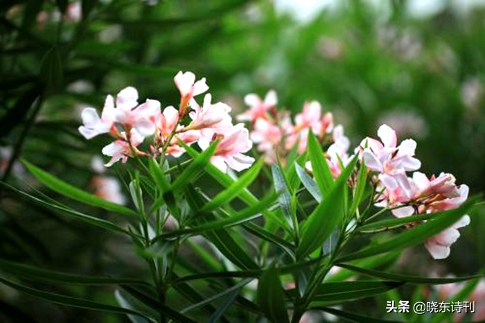 「黎明拾穗」43期诗词41首，首页篇篇造网红，风流戏子逞英雄