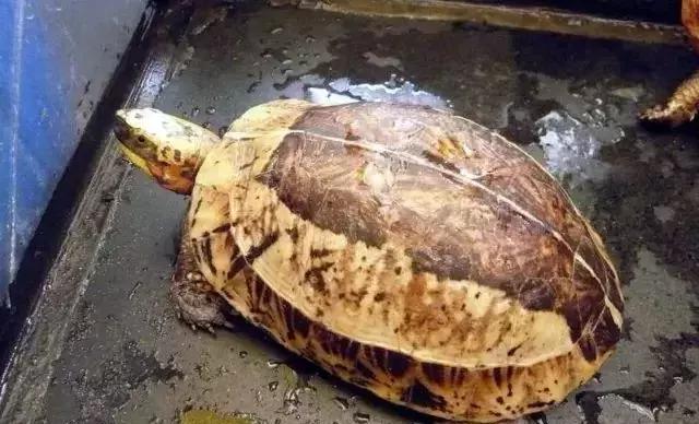 三线闭壳龟和潘氏闭壳龟区别,金头闭壳龟和三线闭壳龟同池