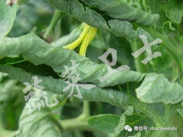 种的蔬菜卷叶是怎么回事,蔬菜的叶子有卷叶病怎么办