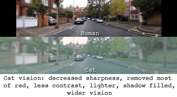 小猫咪能看懂别的猫咪照片吗,小猫咪在猫咪的眼里是什么样的