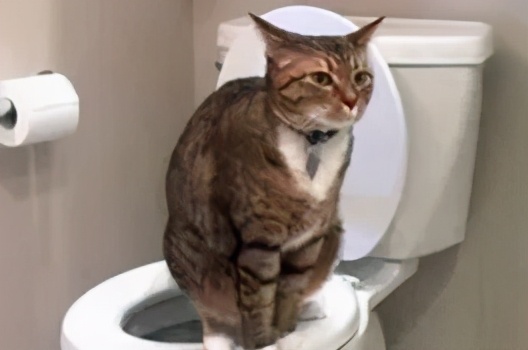 猫咪便便有血是什么原因,猫咪拉血尿是怎么回事