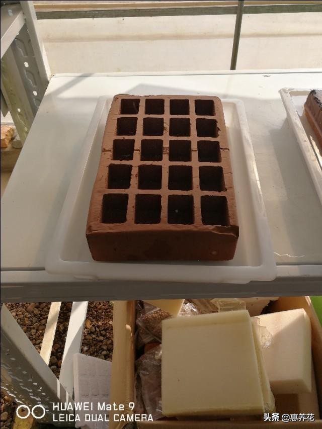 芽苗菜怎么做好吃又简单,芽苗菜如何种植水培