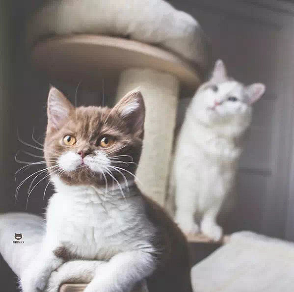 盘点那些姿势优雅的猫,肉感十足的猫是什么猫