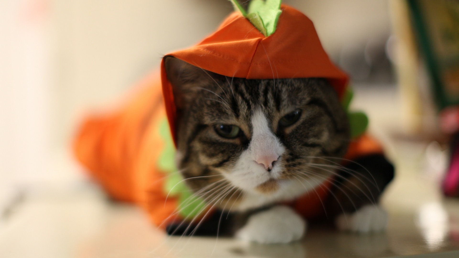 确定猫咪怀孕,怎么证明猫咪是不是怀孕了