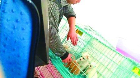 狗贩子卖星期狗为什么那么便宜,买宠物狗怎么避免买到星期狗