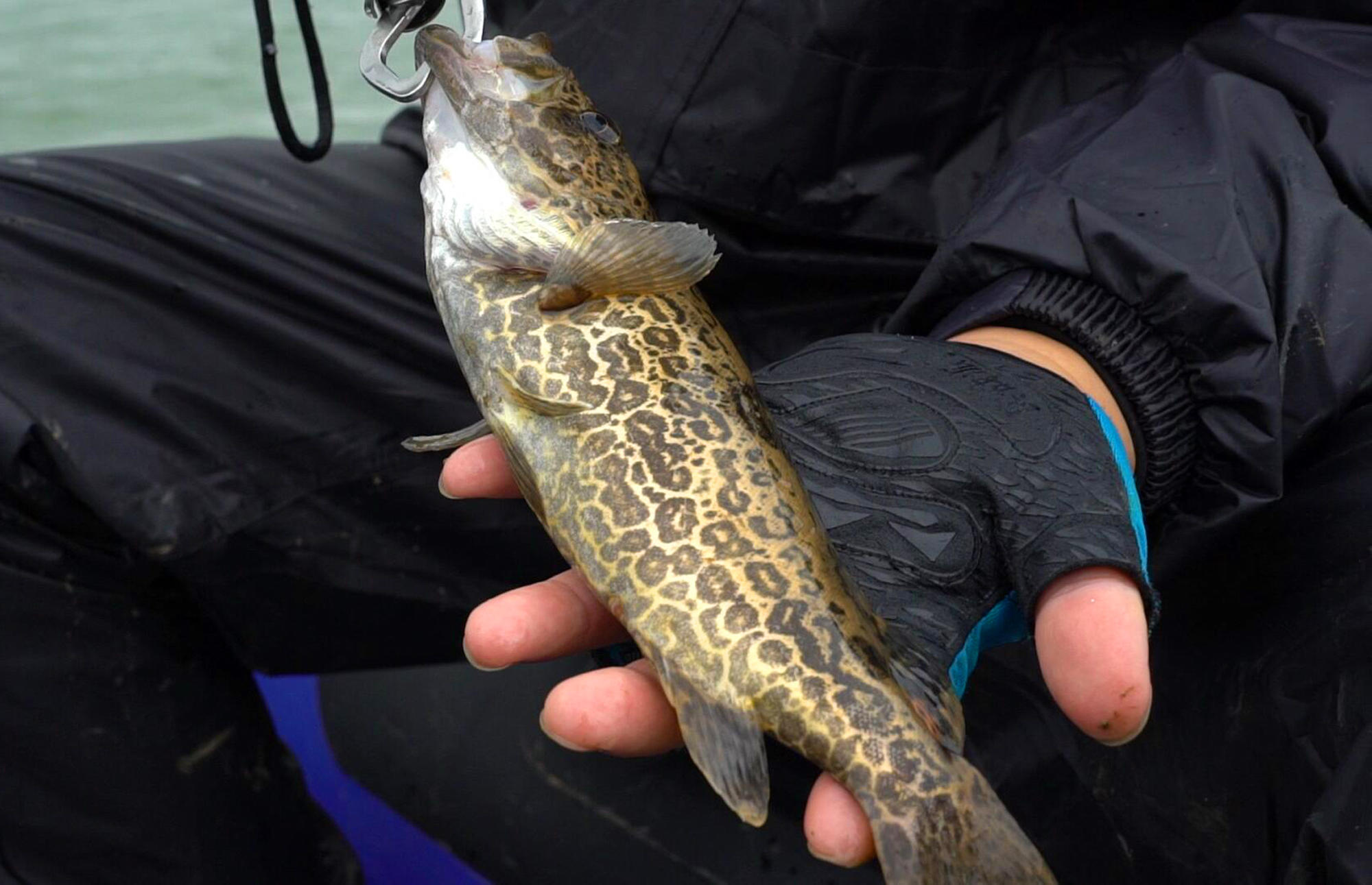 路亚新手最适合钓的鱼,路亚老司机