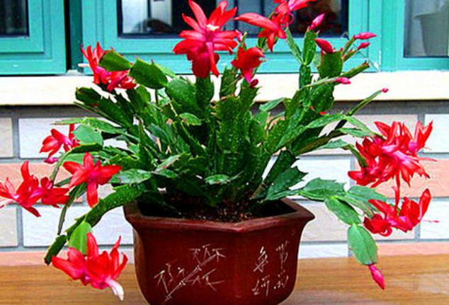 花草黄叶烂根怎么回事,养花草35年也不积水烂根黄叶