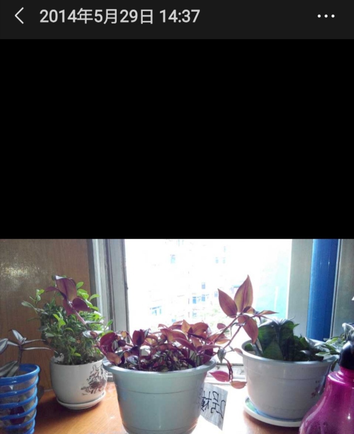 懒人养花小妙招盆栽,懒人养花直播