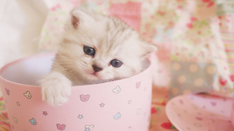 如何从猫咪的叫声中听懂信息,解读猫咪的各种叫声