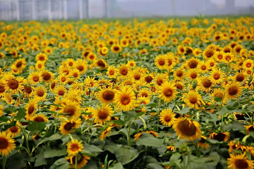 在济南花式避暑，一见“清”心！只需一瞥，便足以把酷夏原谅…