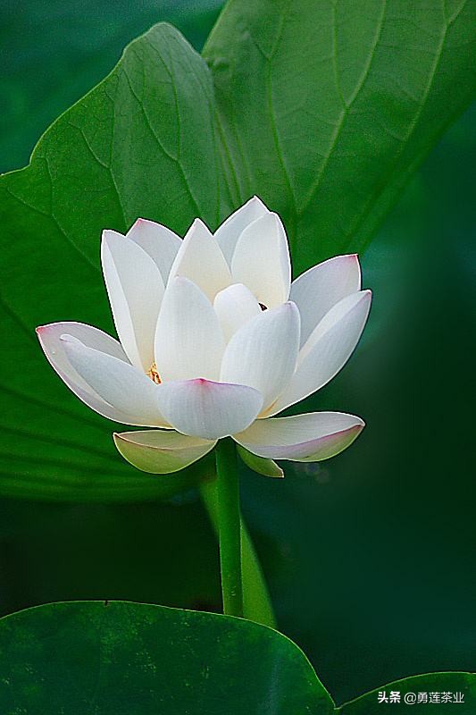 古今贤文劝学篇朗读,古今贤文增广贤文全文解读