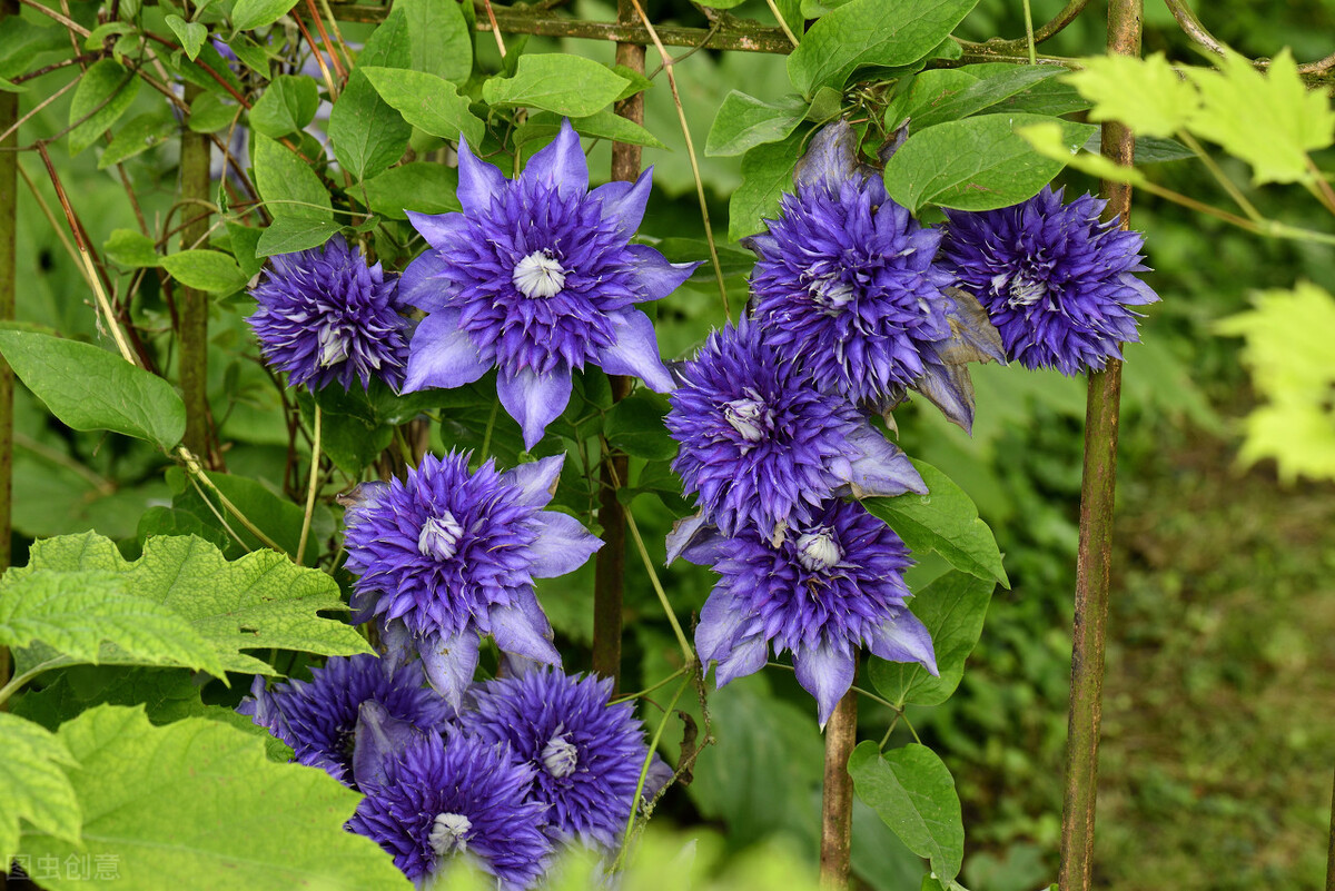 网上买花会不会被骗,网上买的花为何难栽活