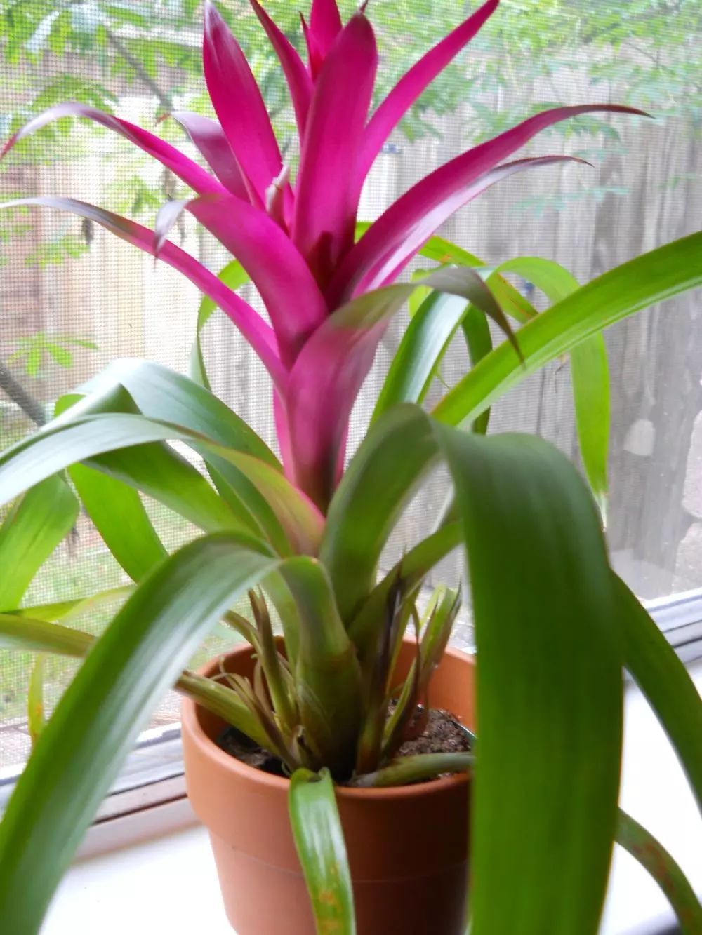 观赏凤梨催花方法,观赏凤梨可以采用播种的繁殖方法