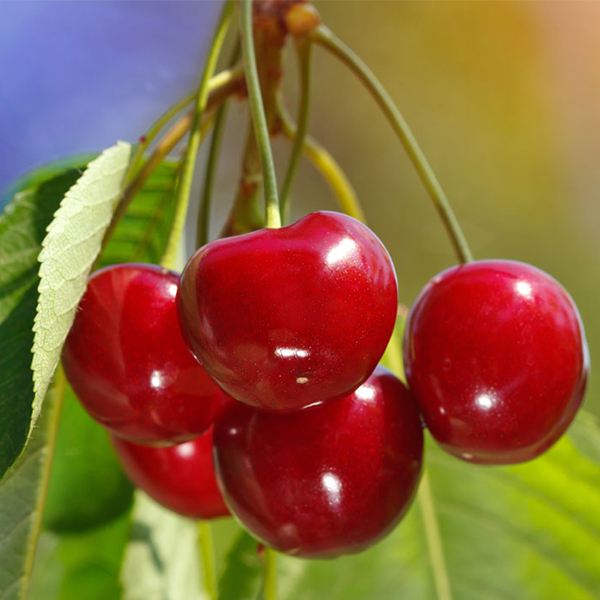 车厘子可以和苹果雪梨一起吃,车厘子成熟季节冬季