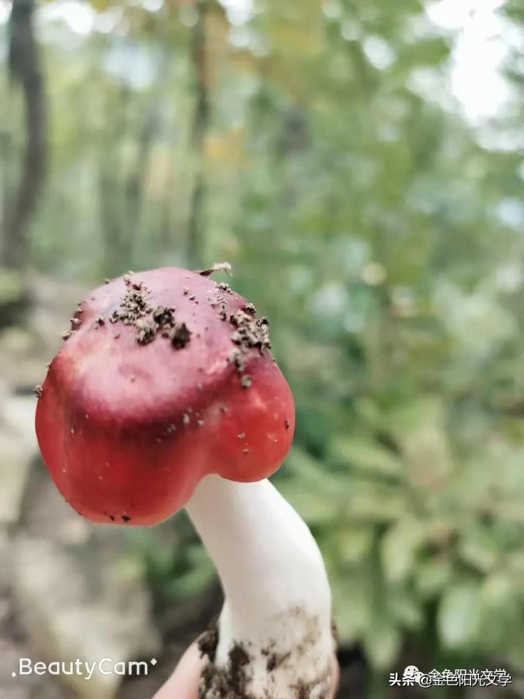 下雨了水来了,下雨了下雨了下雨了歌词试听