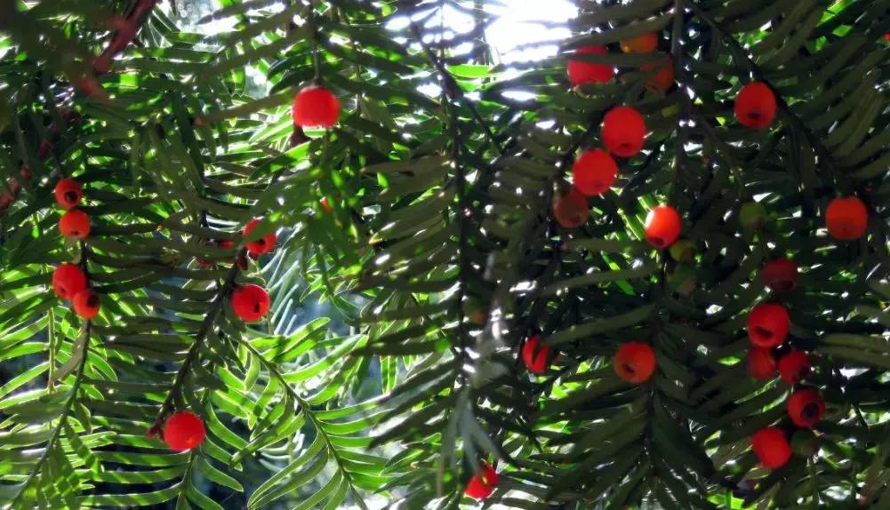 禄口房子刚需,禄口买房板块