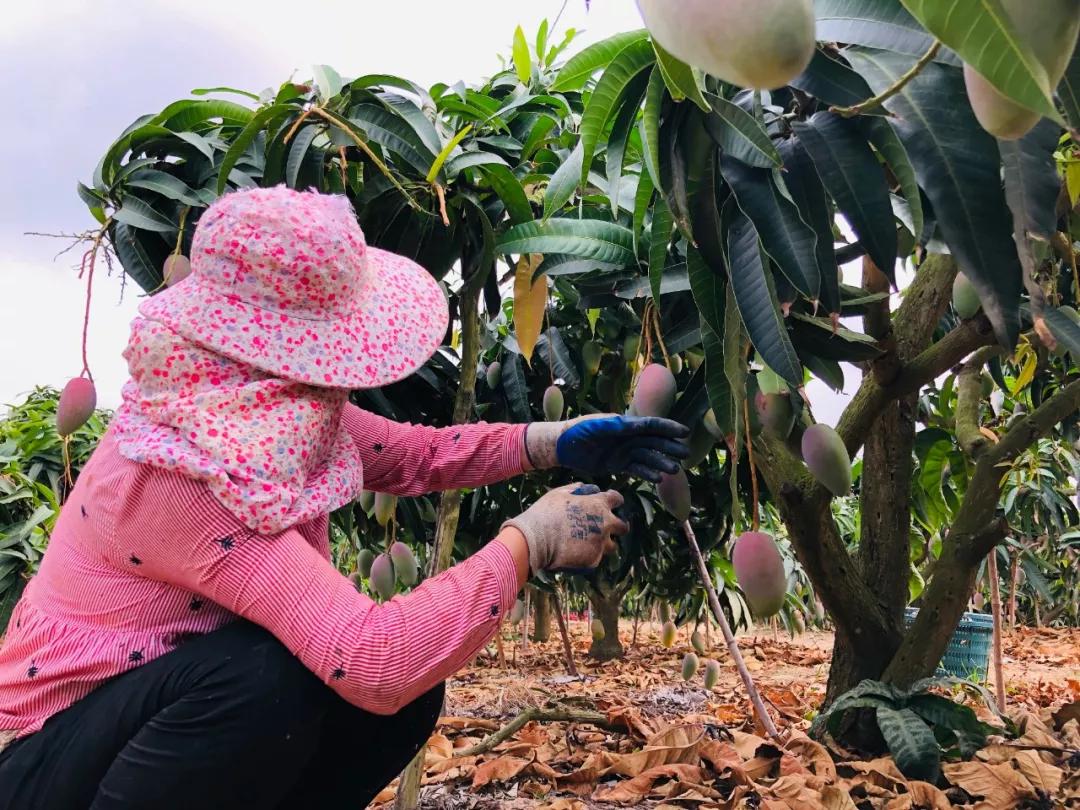 香甜多汁又软糯芒果1斤只要3块多,贵妃芒芒果直播卖货9.9元5斤