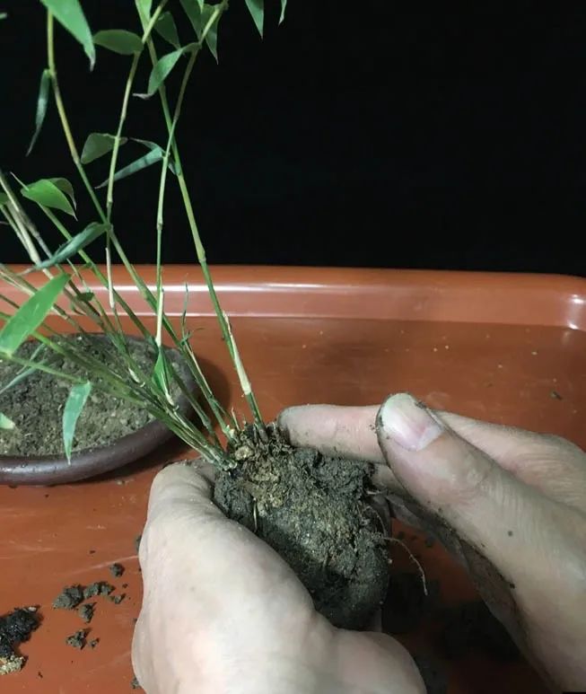 修剪过的凤尾竹长出新枝叶,修剪凤尾竹