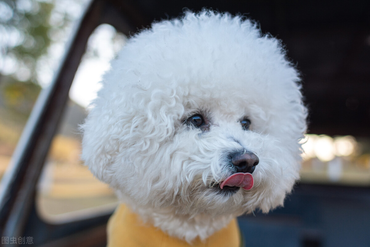 比熊有泪痕的征兆怎么办,比熊浑身长斑点什么原因