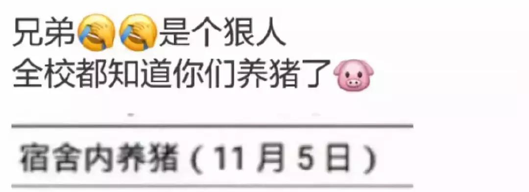 大学宿舍养狗什么处分最严重,大学生在宿舍养猪被通报批评