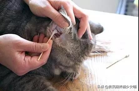 猫咪不停地甩头是什么含义,猫咪不停的甩头打喷嚏怎么办