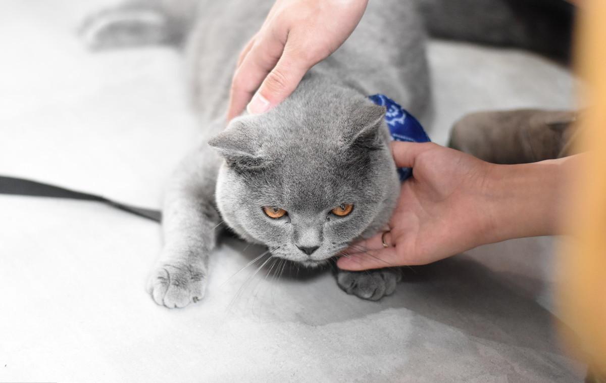 带猫去体检,带猫去检查说脑子有病