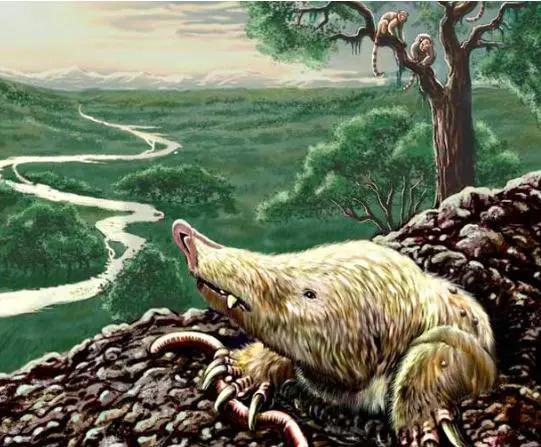 为什么哺乳动物体内构造相同,为什么哺乳动物都有睾丸