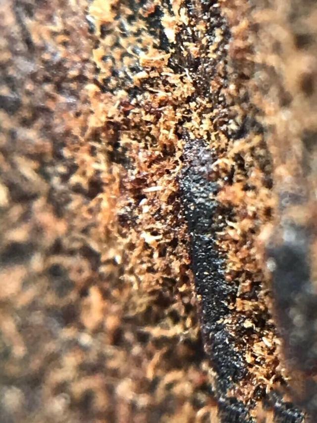 沉香中的极品奇楠图片,今日极品奇楠沉香价格