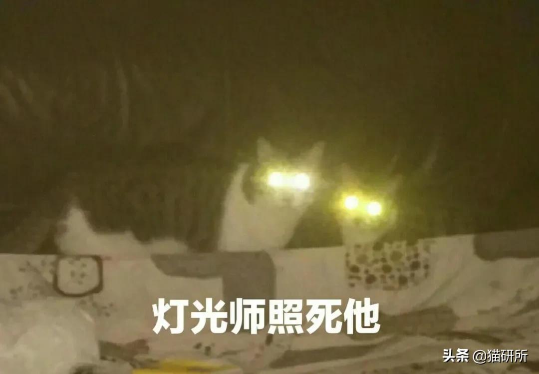 给猫咪装的摄像头是什么样子的,猫咪摄像头有哪些