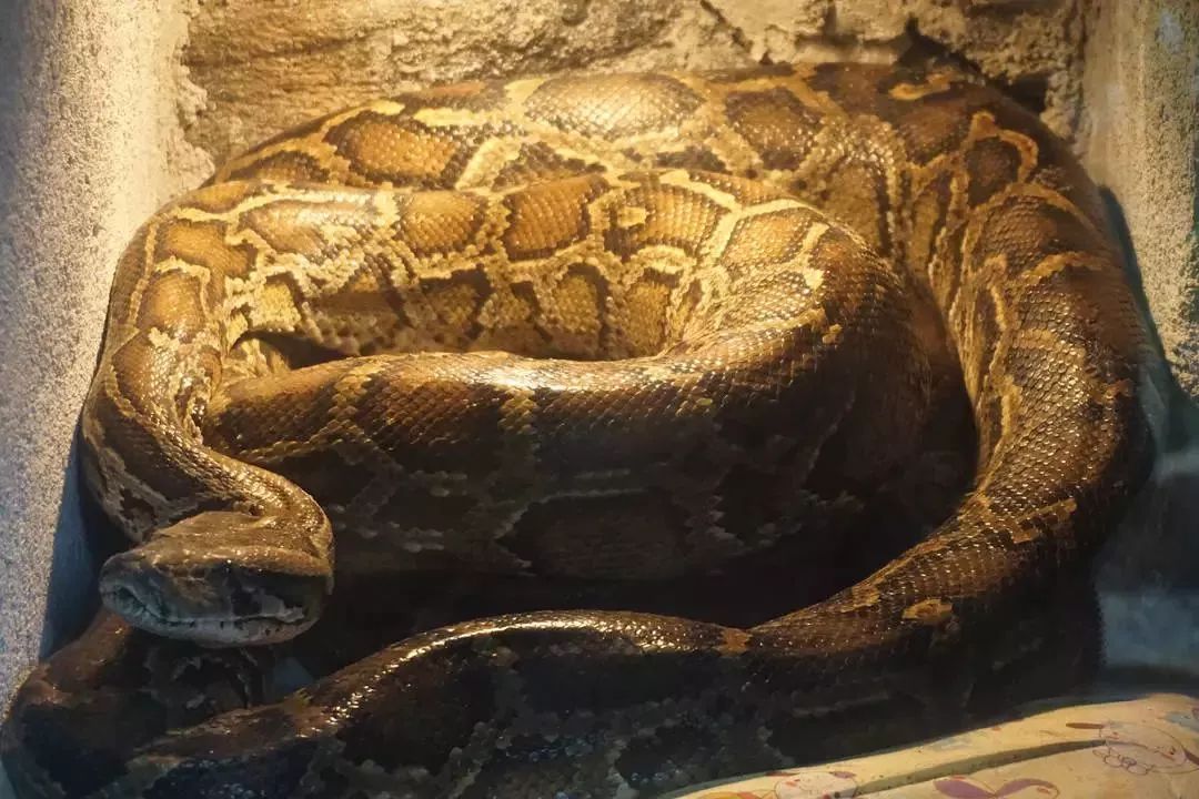 熊出没熊大熊二旅游,熊出没之熊大熊二乐园