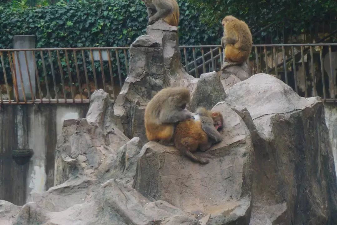 熊出没熊大熊二旅游,熊出没之熊大熊二乐园