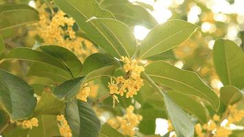 清新淡雅的桂花香水,最还原桂花香味的香水