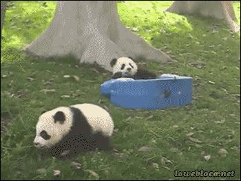 老外多爱猫咪,老外多爱中国