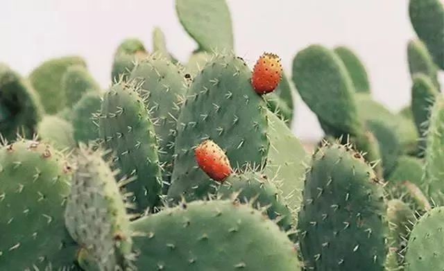 秋天皮肤修复面膜推荐,秋天皮肤干燥用哪种面膜