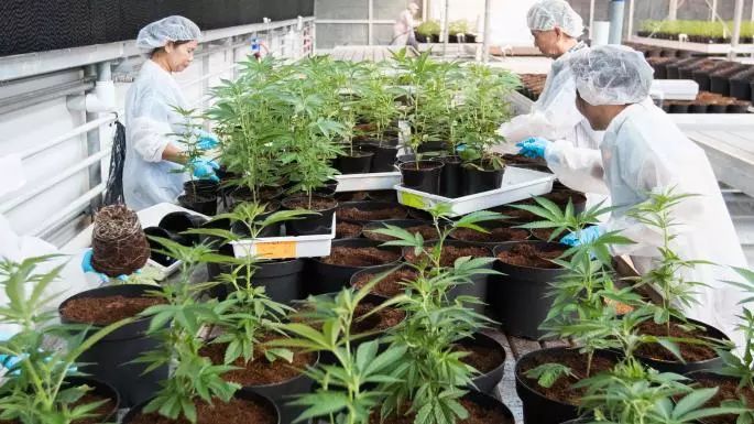 消遣类*麻大**即将合法化，加拿大人害怕了吗？