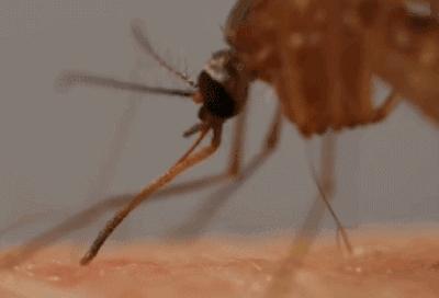 女孩随手拍了一只虫子,不能随便用手拍死的虫子有哪些