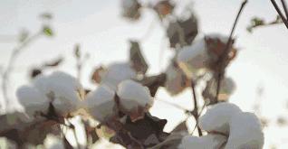 将痛经踩在脚下！抗菌发热的艾草袜，升温3度，秋冬不脚冷