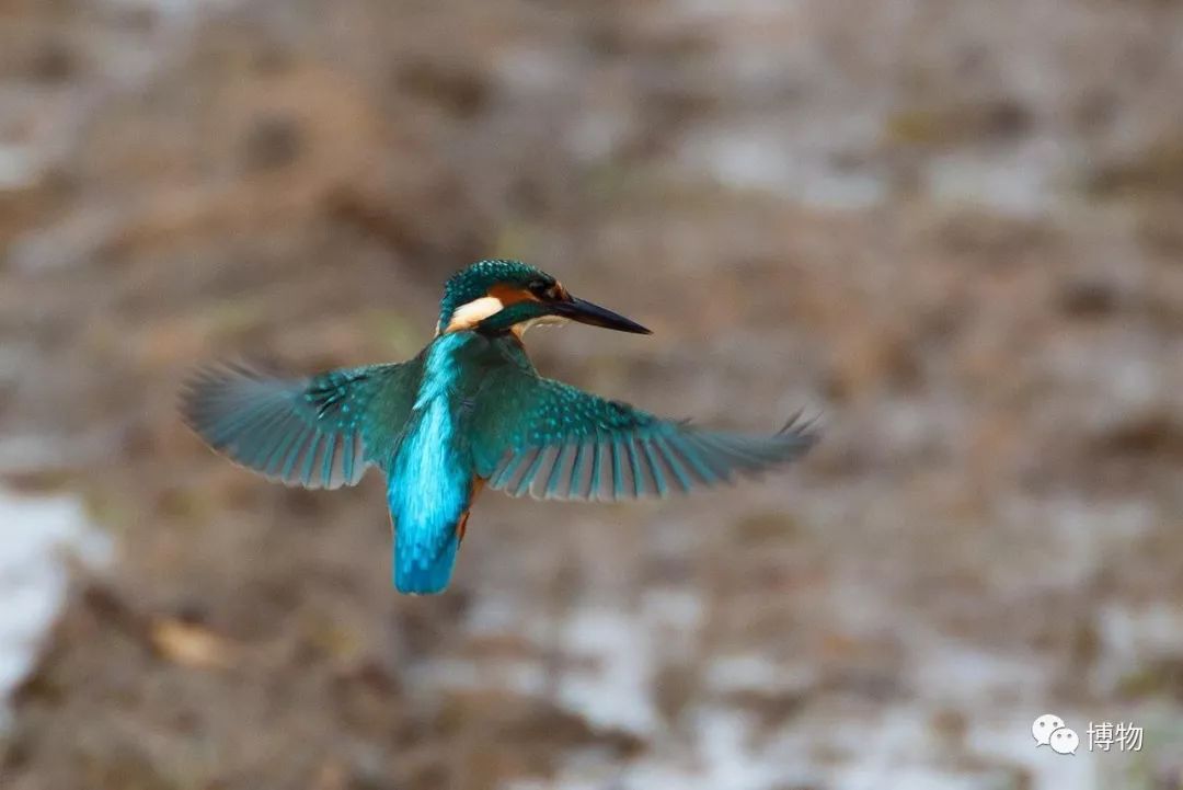 做点翠需要的材料,做点翠饰品犯法吗