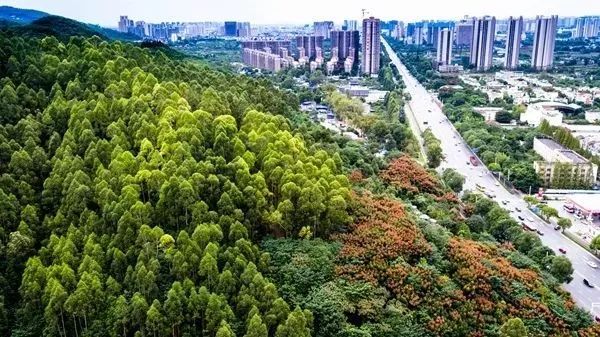 龙泉经济为什么在四川排名第一,龙泉驿未来发展优势